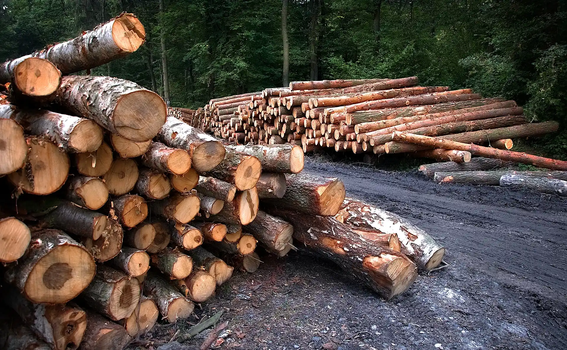 Gefällte Baumstämme im Wald bei nassem Wetter